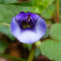 Torenia cyanea Alston